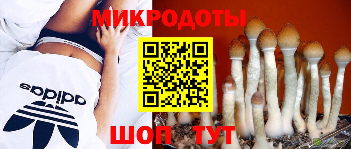 Псилоцибиновые грибы Cubensis Касимов